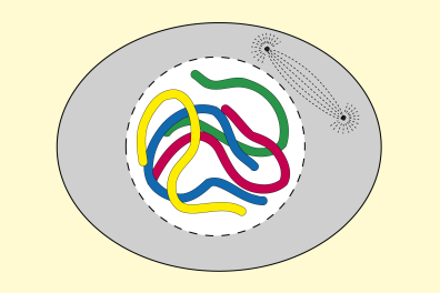 Mitose animale - Prophase - infographie
